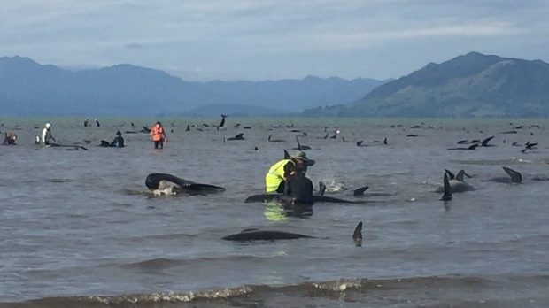 Farewell Spit Stranding