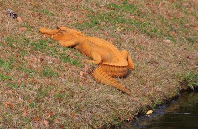 Orange alligator in South Carolina