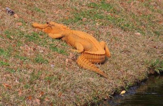 https://www.sott.net/image/s18/376806/large/Orange_Alligator.jpg