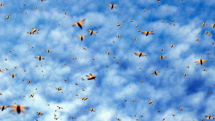 Click to enlarge Locusts
