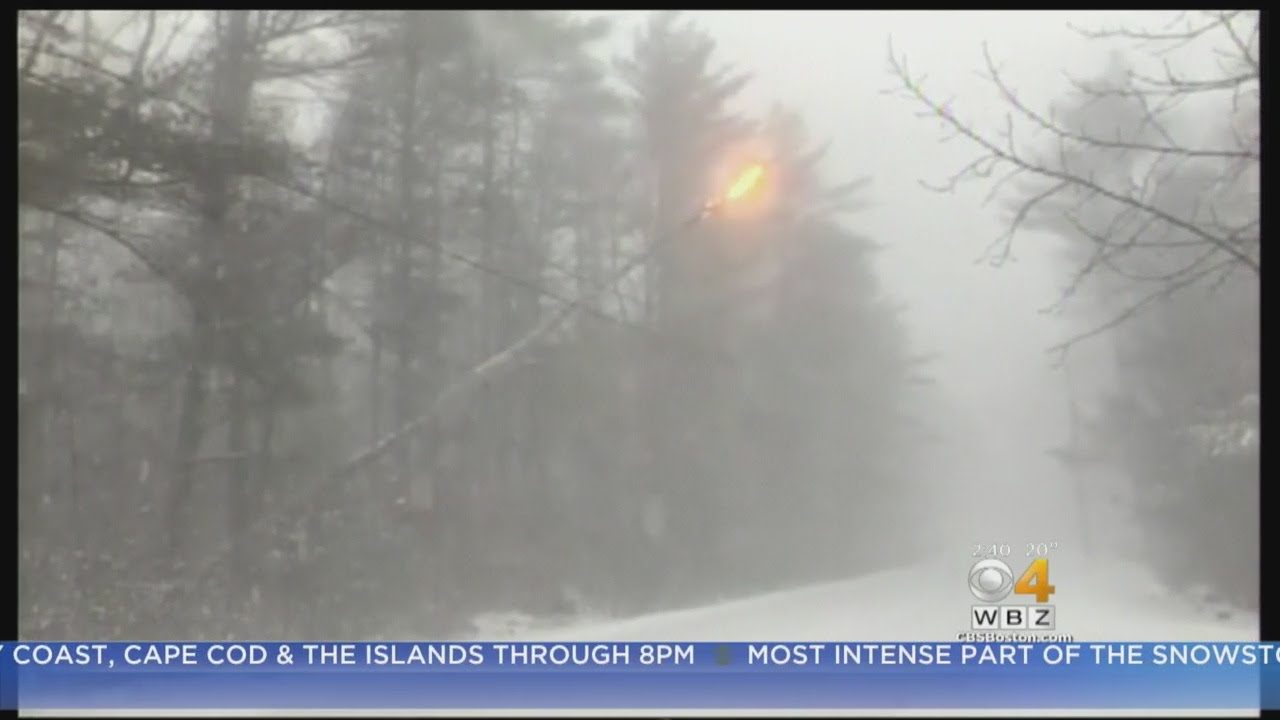 Video footage shows the tree bursting into flames and tumbling to the ground,