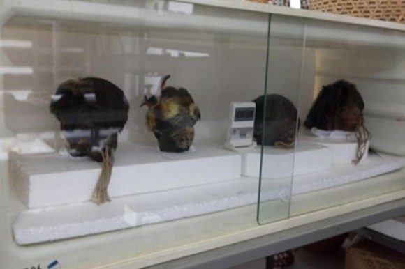 Click to enlarge Shrunken heads