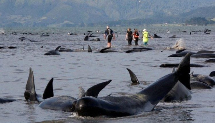 Dead whales new zealand