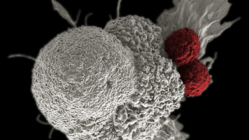 cancer cell