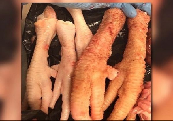 animal parts