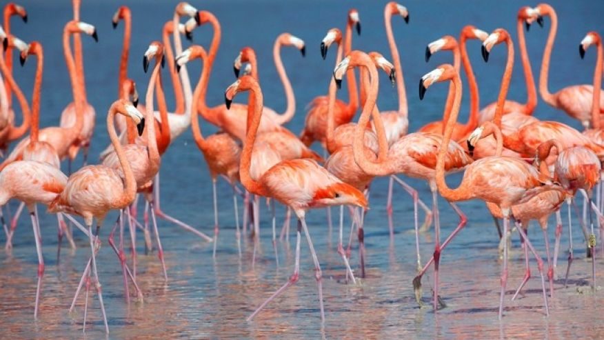 flamingos