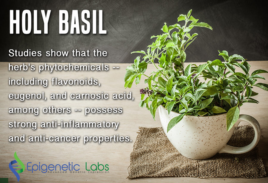 holy basil