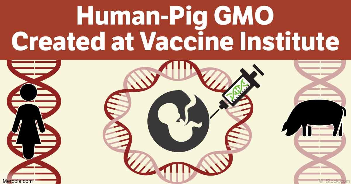 human pig gmo