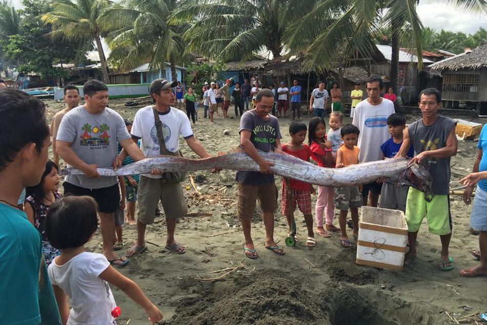 Click to enlarge Dead oarfish was caught by fishermen off the coast of Agusan del Norte
