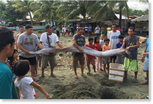 Dead oarfish was caught by fishermen off the coast of Agusan del Norte