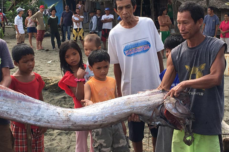 Click to enlarge Dead oarfish