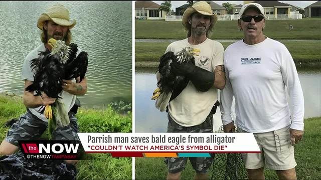 Rescued eagle