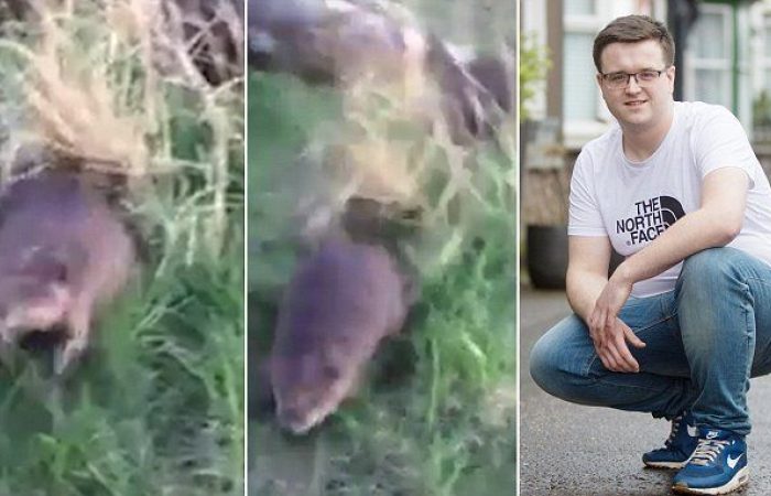 beaver attack
