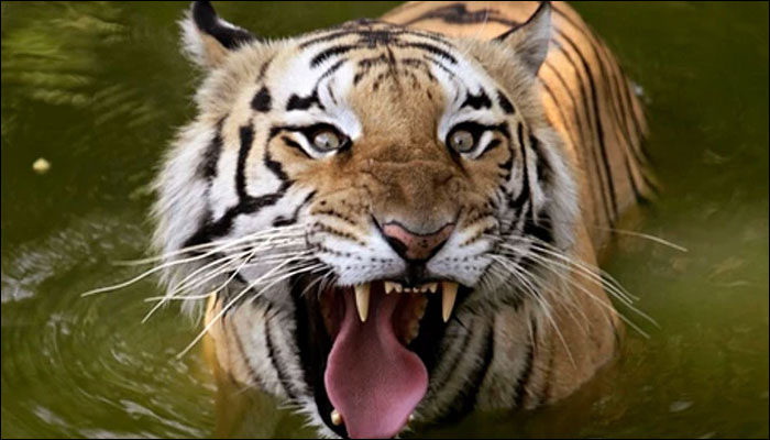 TIGER