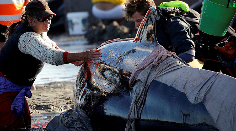 whale beached on farewell spit new zealand