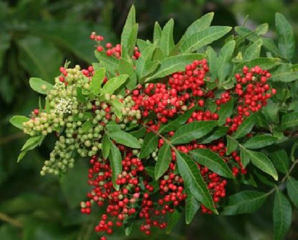 Brazilian peppertree