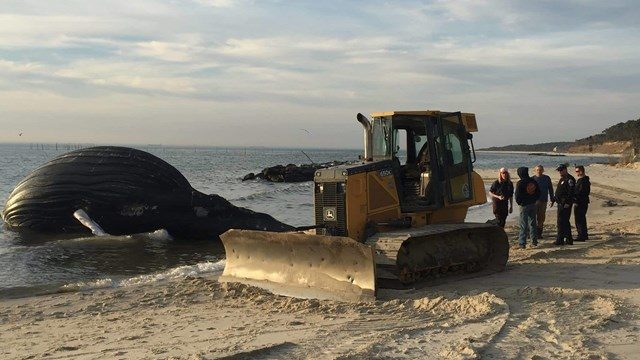 Necropsy performed on third dead whale to wash ashore