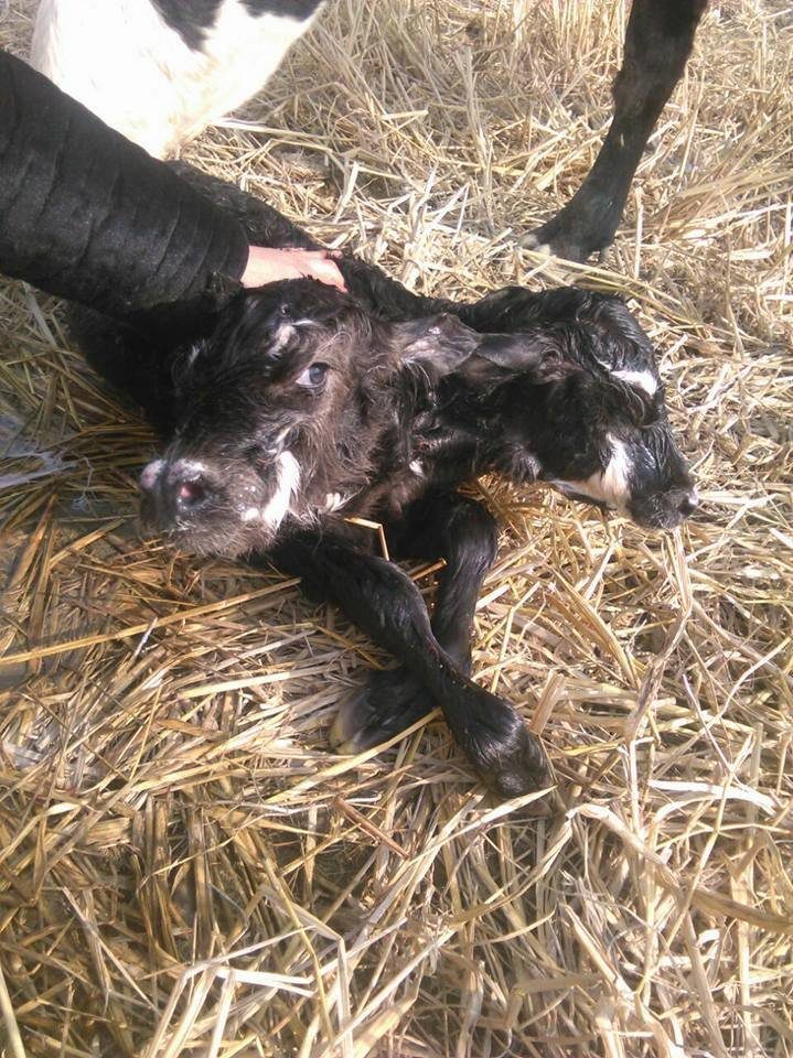 Two-headed calf