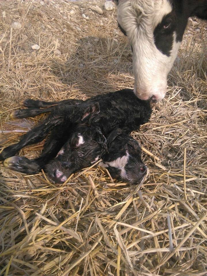 Two-headed calf
