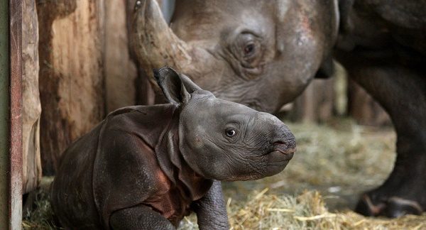 Rare great one-horned rhinoceros