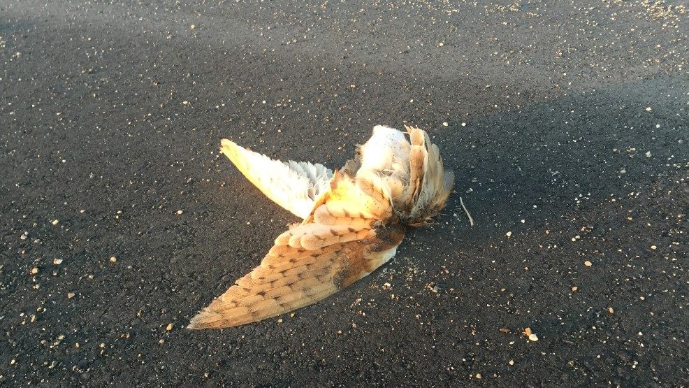 Click to enlarge Dead barn owl