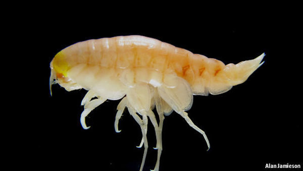  organism