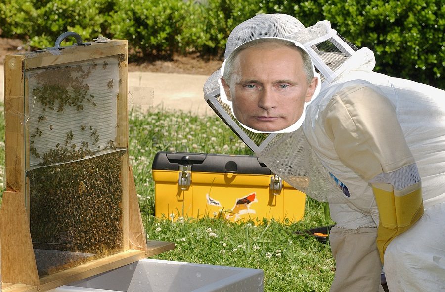 putin bees