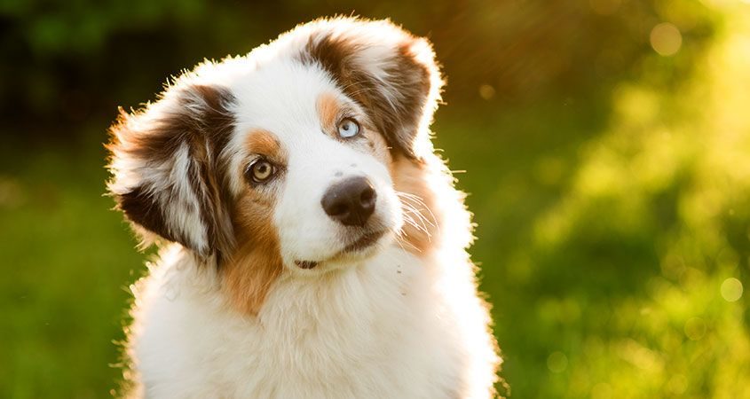 doggie observation