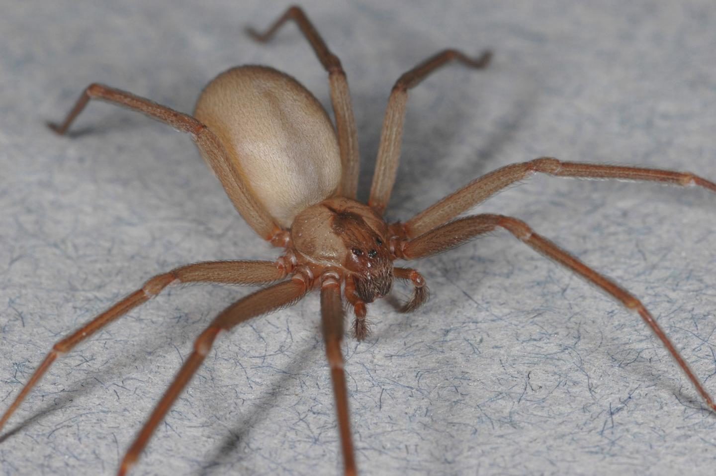 Click to enlarge brown recluse spider