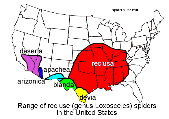 brown recluse spider map