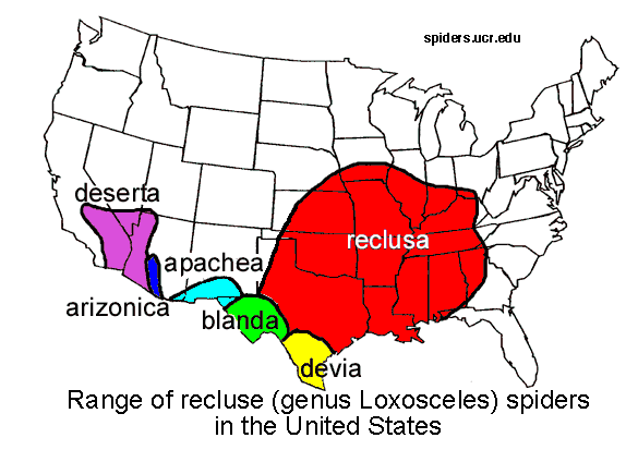 Click to enlarge brown recluse spider map