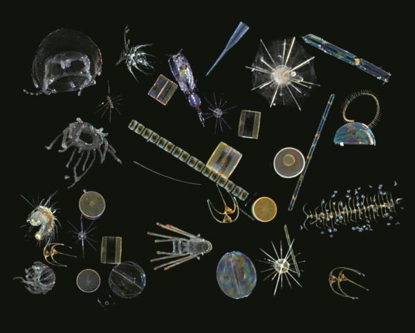 Click to enlarge phytoplankton