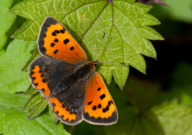 Small copper