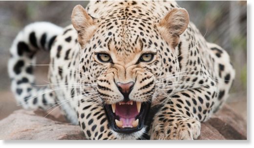 Leopard