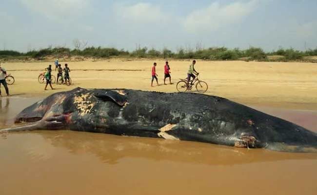 Click to enlarge Dead whale