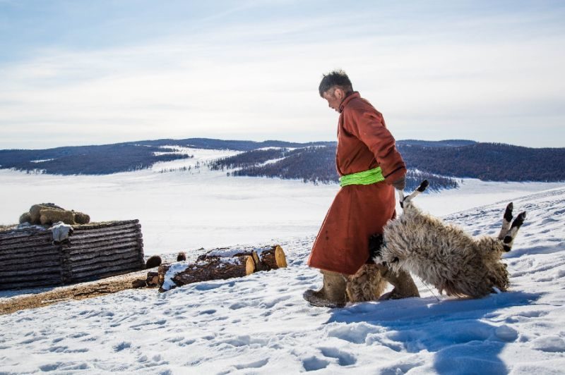 Mongolian herder Munkhbat Bazarragchaa dragging two recently perished sheeps to a pile of dead animals behind his Ger in northern Mongolia. Mr. Bazarragchaa has already lost ten of his animals due to starvation and cold.