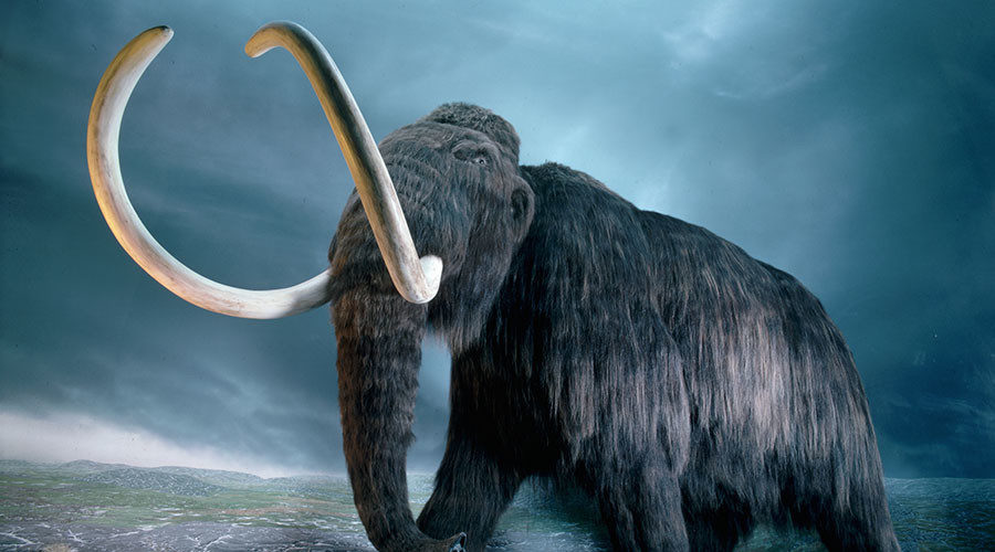 wooley mammoth