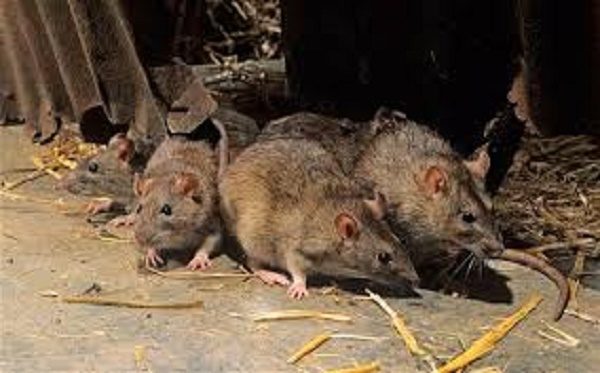 Rats