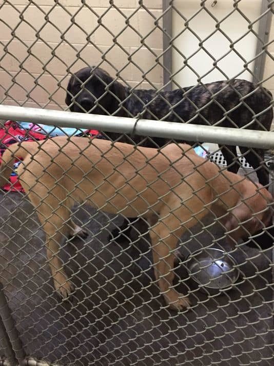 The young English mastiffs that killed a 5-year-old boy in Clarksville Thursday