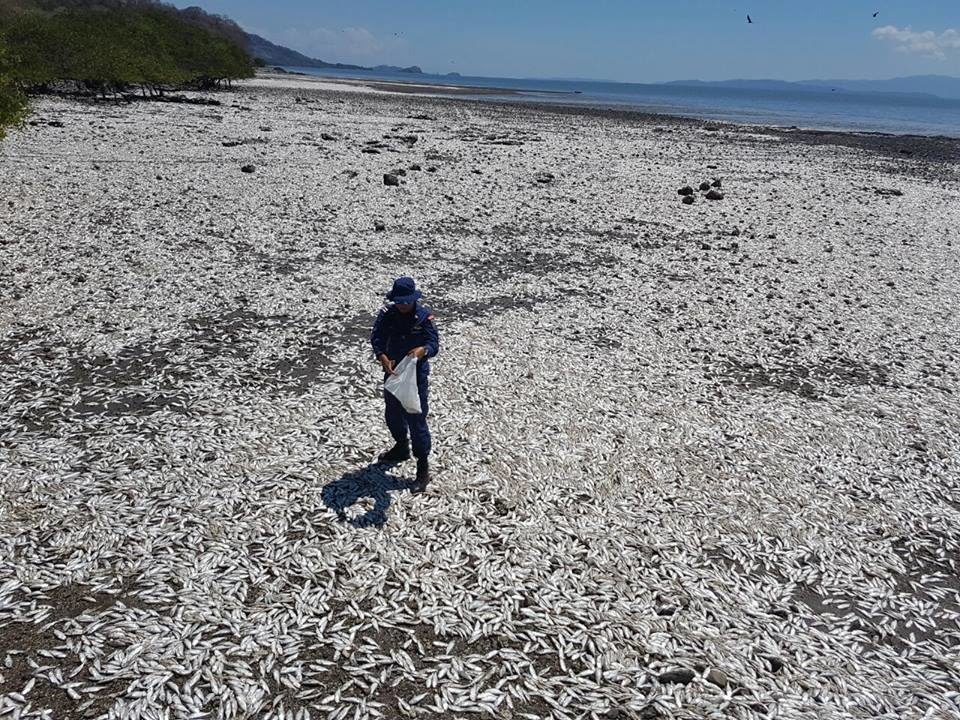 More than two kilometers of beach near Manzanillo, on the Gulf of Nicoya, were filled with dead fish Wednesday morning, authorities said.  