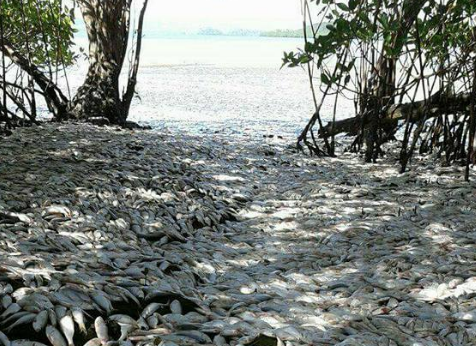 Click to enlarge Thousands of dead sardines appeared on beaches across the Nicoya Peninsula Wednesday.