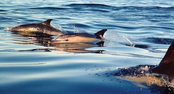 Dolphins 