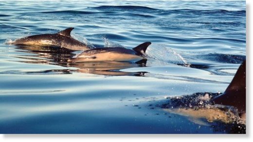Dolphins 