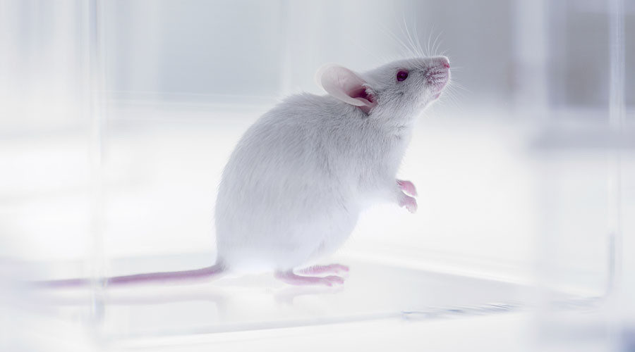 mouse