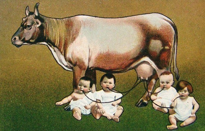 Milk