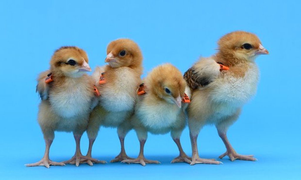 GM chickens