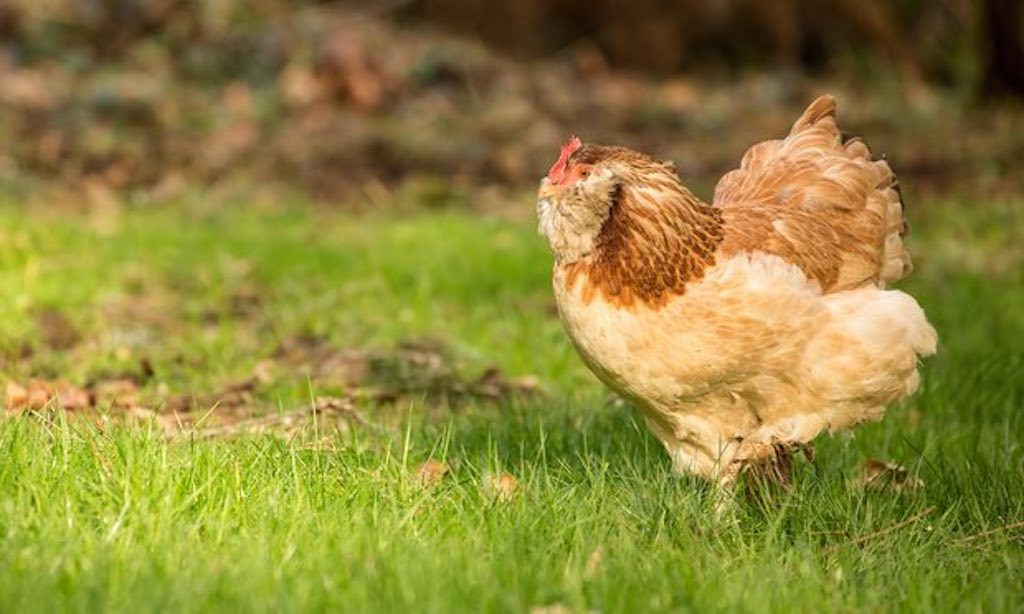 Click to enlarge gm chickens