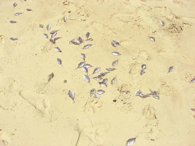 : Many thousands of fish, thought to be a small species of leatherjacket, have washed up dead along the Cooloola Coast.