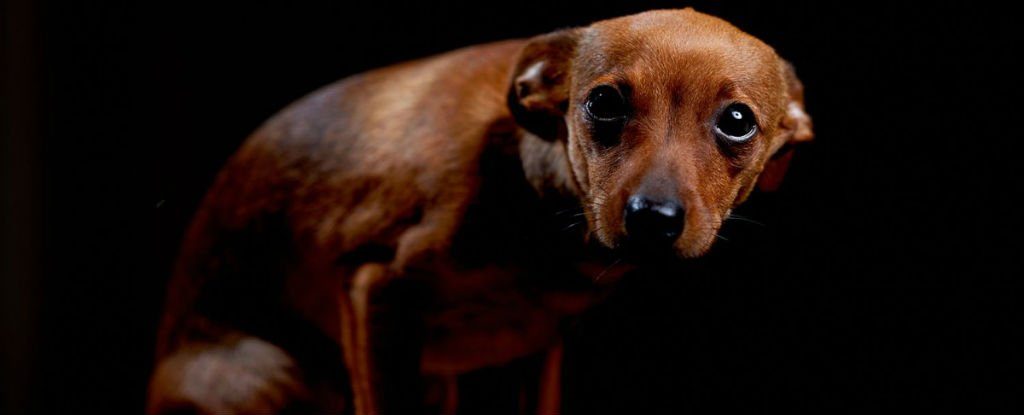 Scared dog