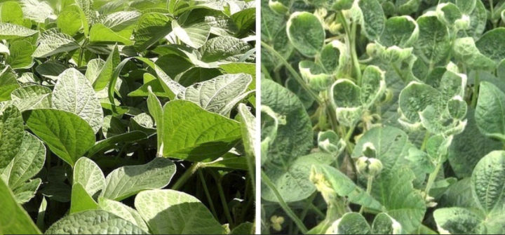 Click to enlarge Dicamba